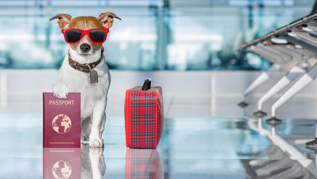 Viagens Aéreas e Direitos do Consumidor